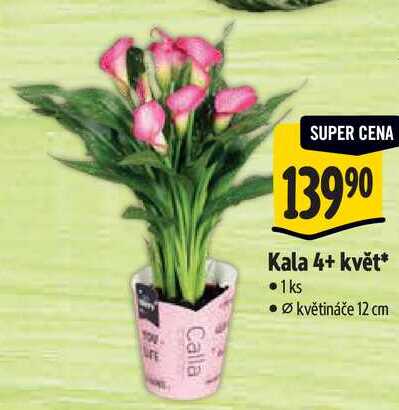 Kala 4+ květ