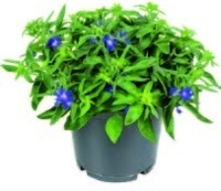 LOBELKA LOBELIA RICARDII