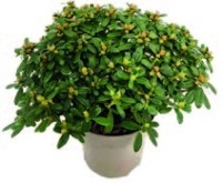 RHODODENDRON HIPPOPHAEOIDES