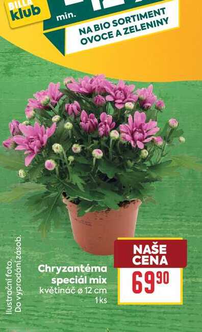 Chryzantéma speciál mix květináč o 12 cm 1ks