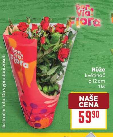 Růže květináč Ø 12 cm 1ks