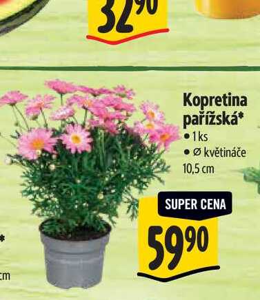   Kopretina pařížská, pr. květináče 10,5 cm 