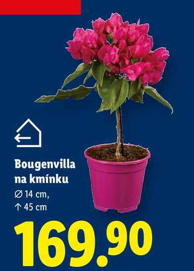 Bougenvilla na kmínku 