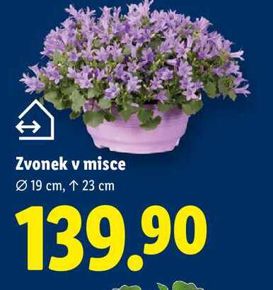 Zvonek v misce, 19 cm