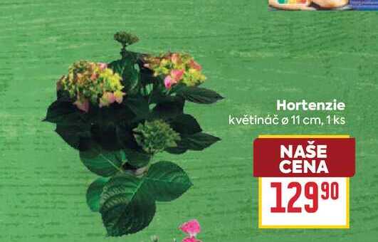 Hortenzie květináč o 11 cm, 1 ks