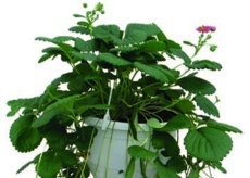 Jahodník velkoplodý (Fragaria ananasa) závěs