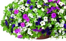 Calibrachoa Million Bells trio