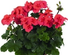 Muškát hybridní (Pelargonium interspecifi c)