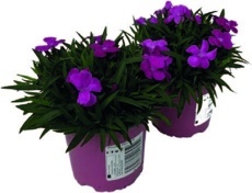 Hvozdík (Dianthus)