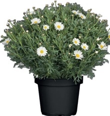 Kopretinovec dřevnatý (Argyranthemum frutescens) bílý