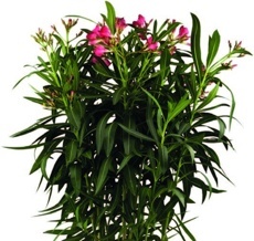 Oleandr obecný (Nerium oleander), červený