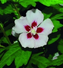 Ibišek syrský (Hibiscus syriacus)