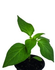 Paprika sladká (Capsicum annuum) červená