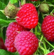 Ostružník maliník - Maliník obecný (Rubus idaeus)