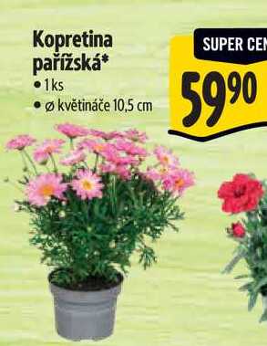 Kopretina pařížská