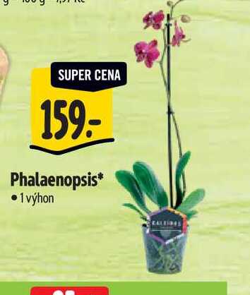   Phalaenopsis  1 výhon 