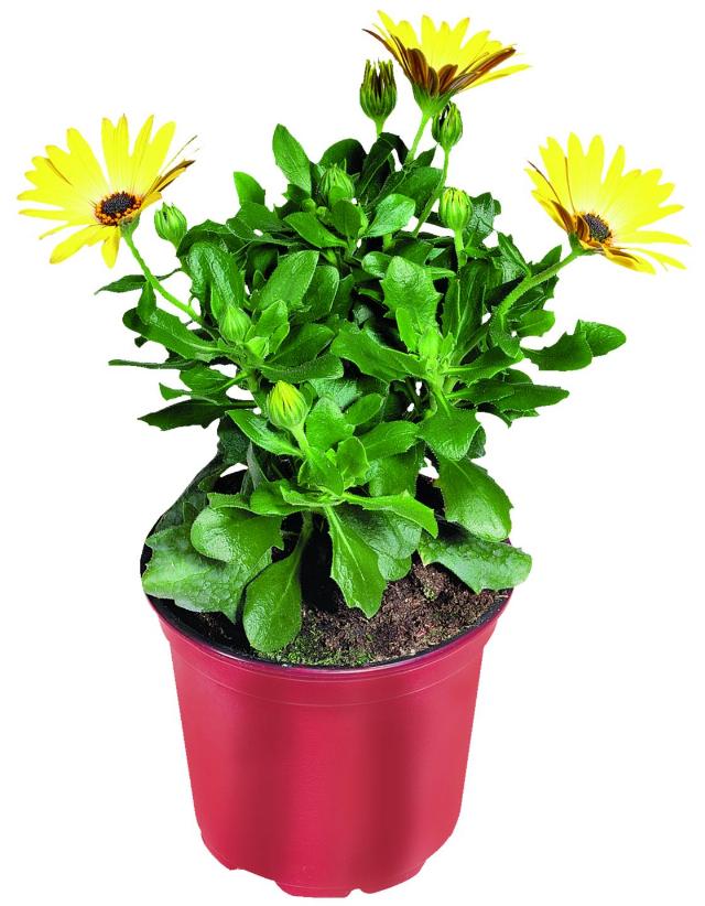 Osteospermum
