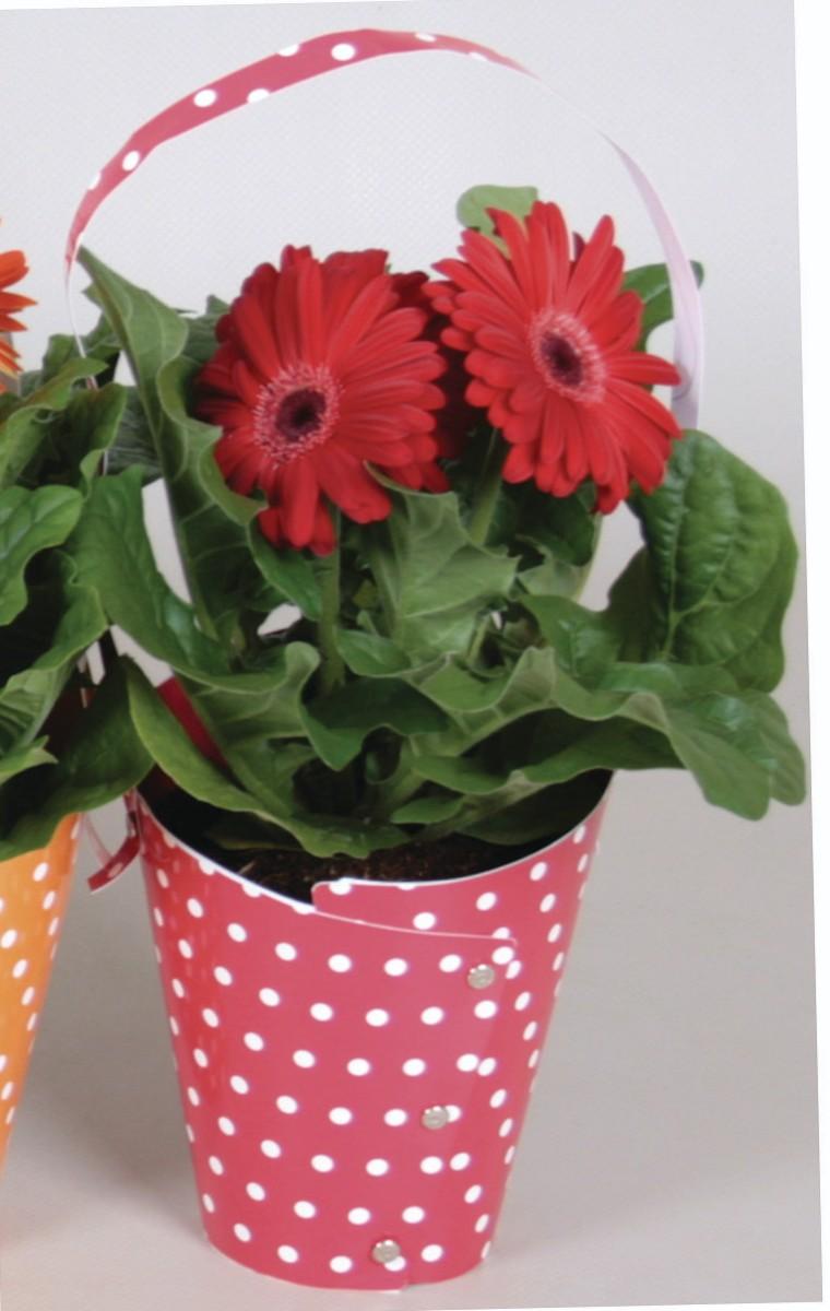 Gerbera v tašce, 1 KS
