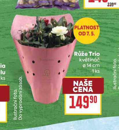 Růže Trio květináč 14 cm 1 ks 