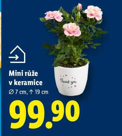 Mini růže v keramice 