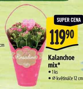 Kalanchoe mix