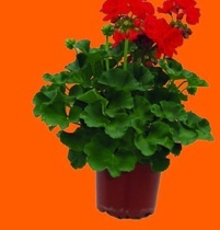MUŠKÁT VZPŘÍMENÝ (PELARGONIUM ZONALE)