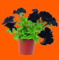 PETUNIE PREMIUM (PETUNIA)