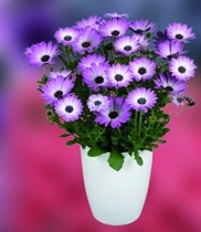 KOPRETINA KAPSKÁ (OSTEOSPERMUM)