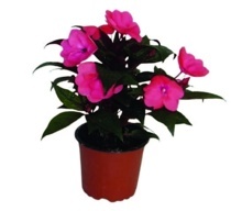 NETÝKAVKA (NEW GUINEA IMPATIENS)