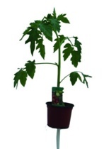 RAJČE CHERRY TYČKOVÉ (SOLANUM MELONGENA) "SPENCER"