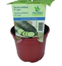 OKURKA SALÁTOVÁ (CUCUMIS SATIVUS)