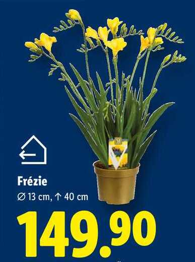 Frézie 