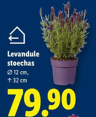Levandule stoechas 