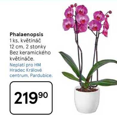 Phalaenopsis, 1 ks. květináč 12 cm, 2 stonky 