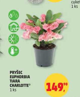 PRYŠEC EUPHORBIA TIARA CHARLOTTE, 1 ks  