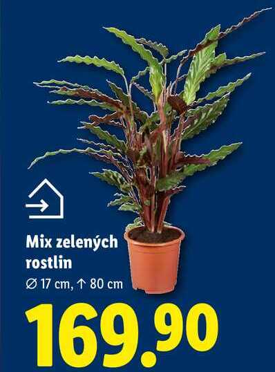Mix zelených rostlin
