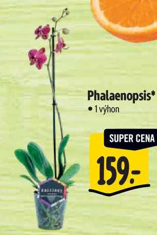 Phalaenopsis*, 1 výhon