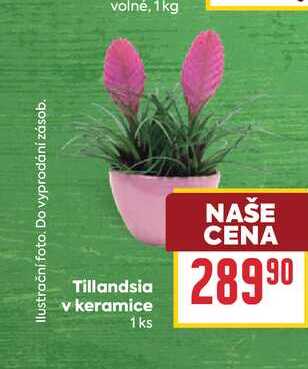 Tillandsia v keramice 1ks