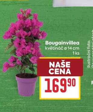 Bougainvillea květináč o 14 cm 1ks
