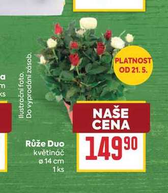 Růže Duo květináč 14 cm 1ks