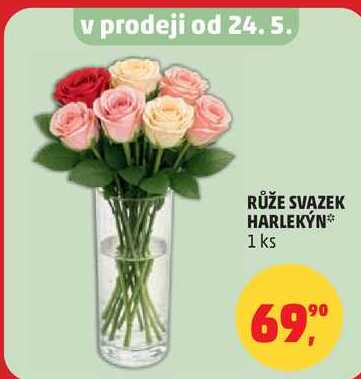 RŮŽE SVAZEK HARLEKÝN 