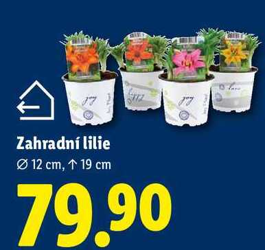 Zahradní lilie