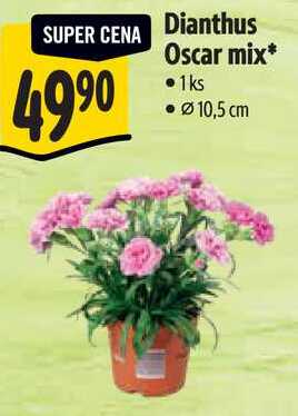 Dianthus Oscar mix