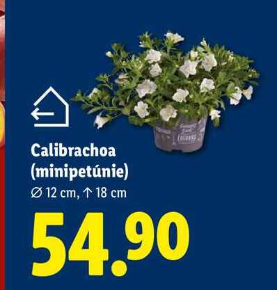 Calibrachoa (minipetúnie)