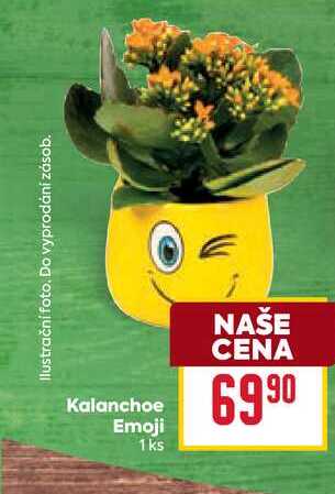 Kalanchoe Emoji 1ks