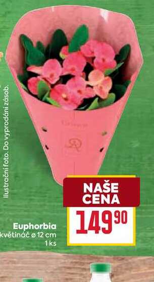 Euphorbia květináč o 12 cm 1ks