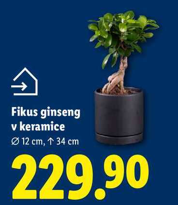 Fikus ginseng v keramice