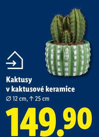 Kaktusy v kaktusové keramice