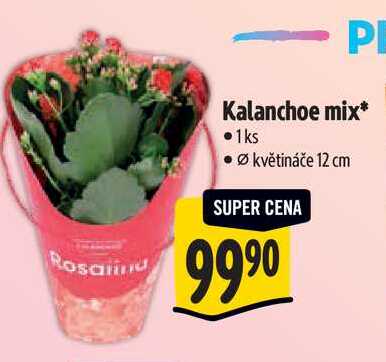 Kalanchoe mix, pr. květináče 12 cm