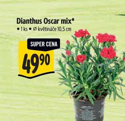 Dianthus Oscar mix, pr. 10,5 cm